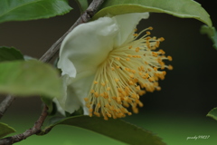 葉だけじゃなく、花も咲きます
