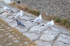 ためし鳥