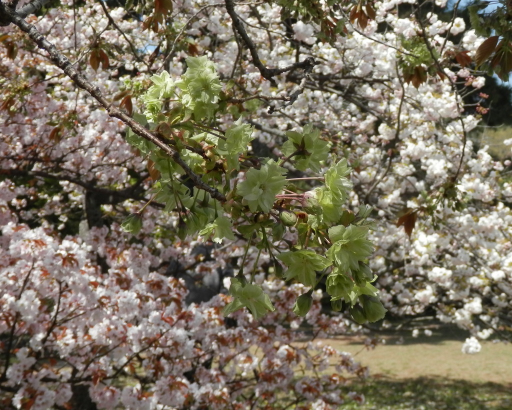 御衣黄と里桜（八重桜）
