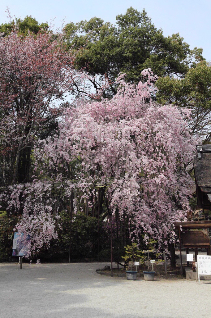 そうだ、京都来る？