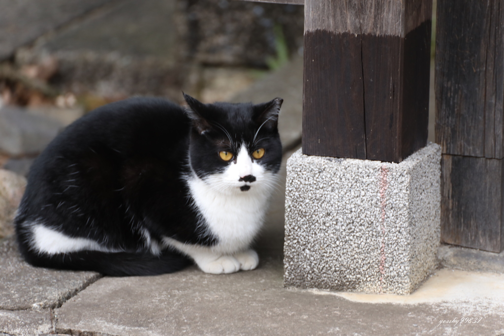 今日も寒いにゃ