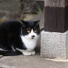 今日も寒いにゃ
