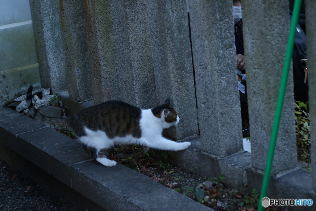 もっとくれにゃぁ～