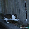 もっとくれにゃぁ～