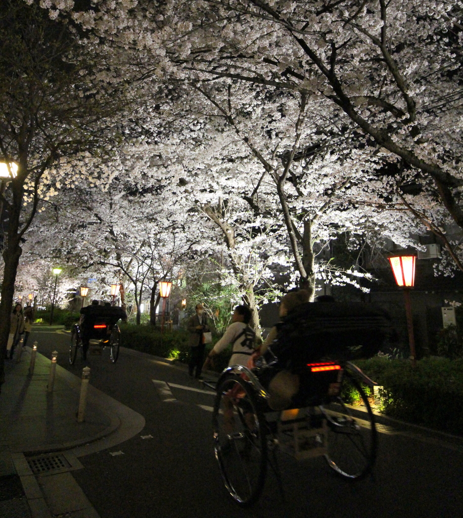 夜桜を馳せる