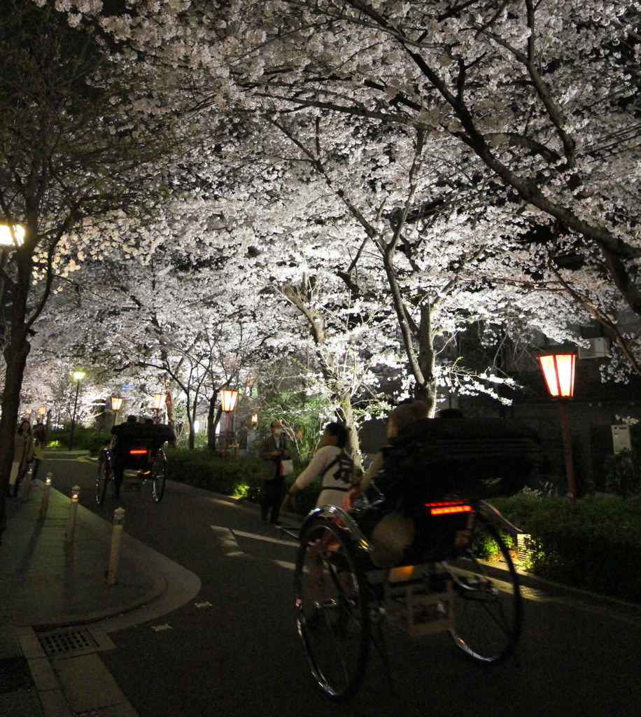 夜桜を馳せる