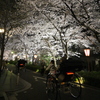 夜桜を馳せる