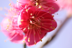 早咲きは開花！　京都御苑