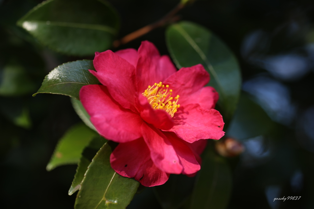 季節の花