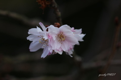 １１月頃から粘ってます