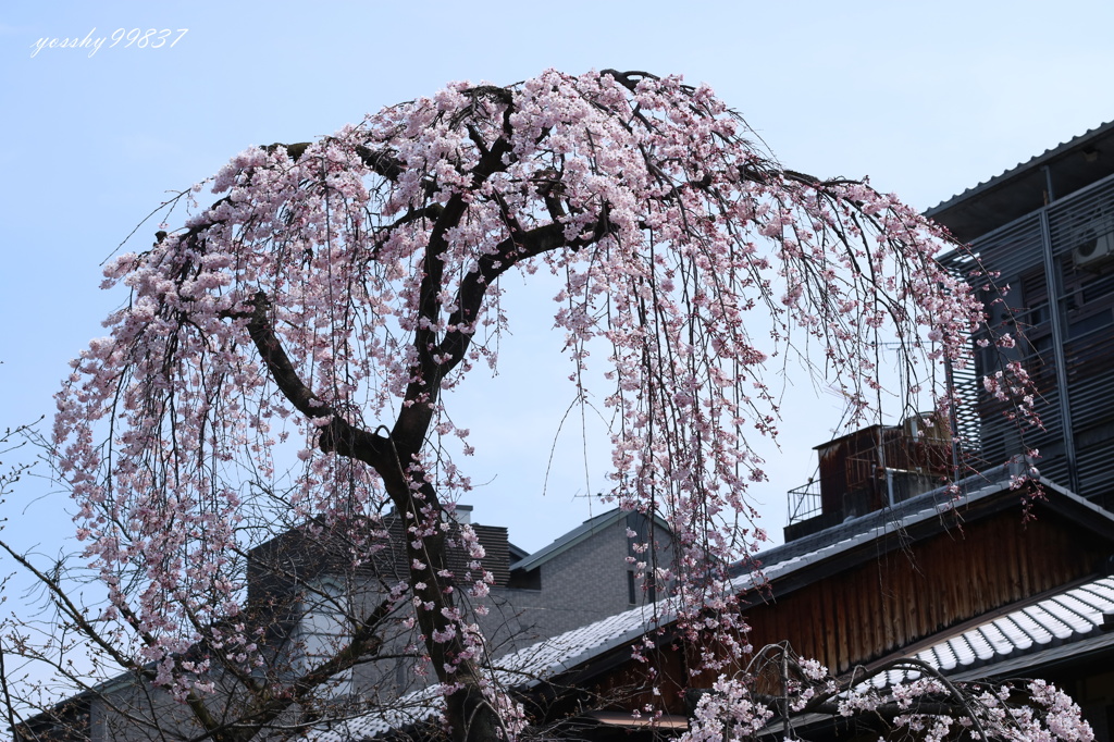 祇園の枝垂れ