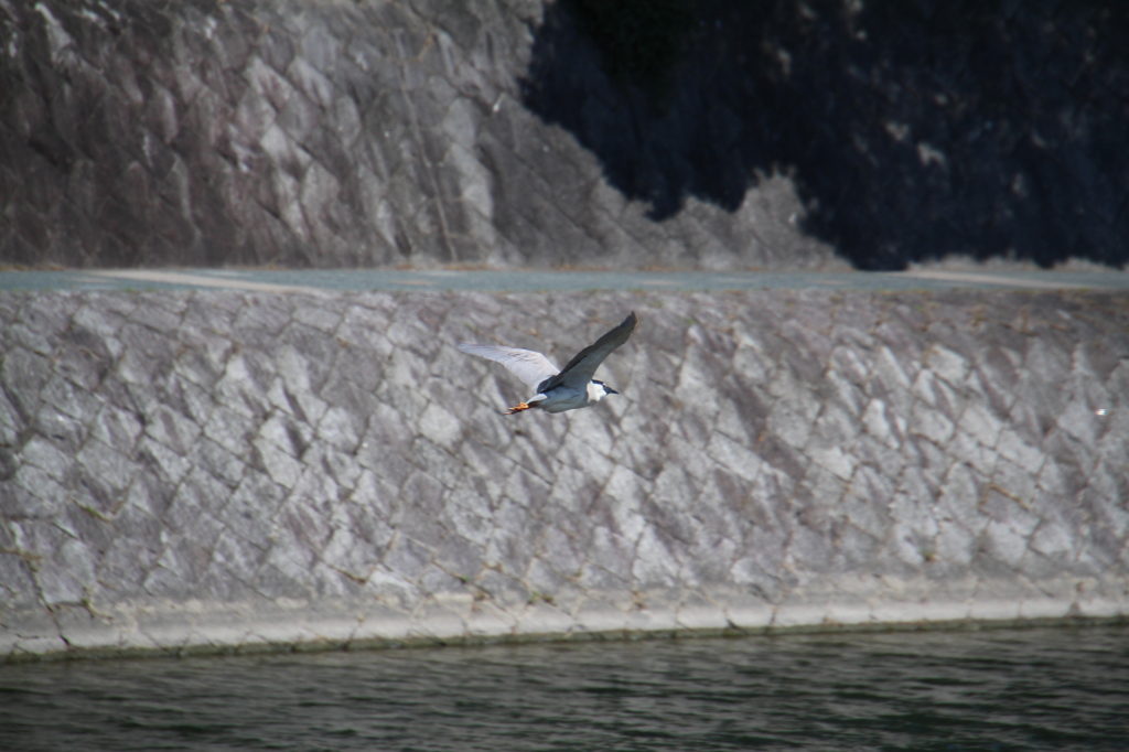 ペンギンと違うところ