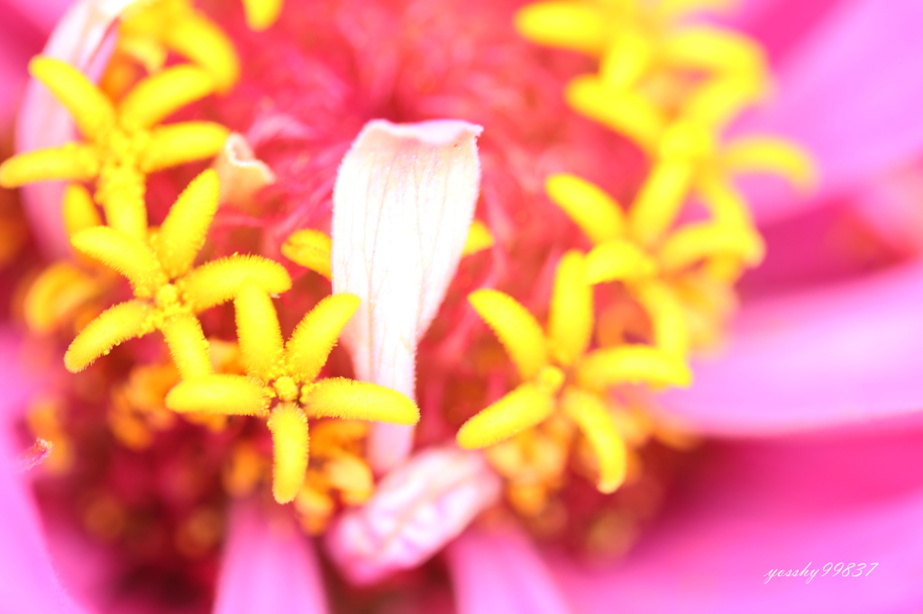 お花の中にお花発見！