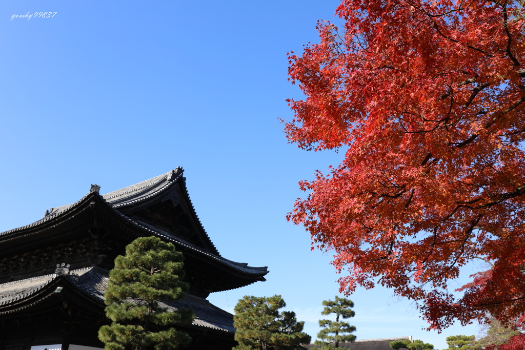 建仁寺彩る