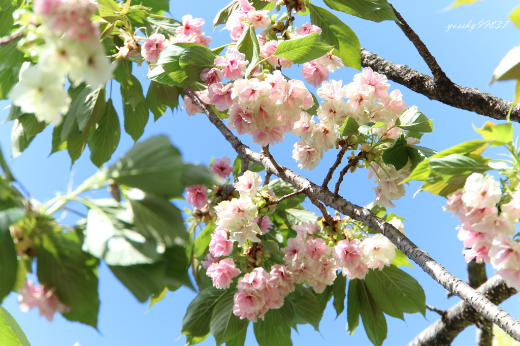 酔桜