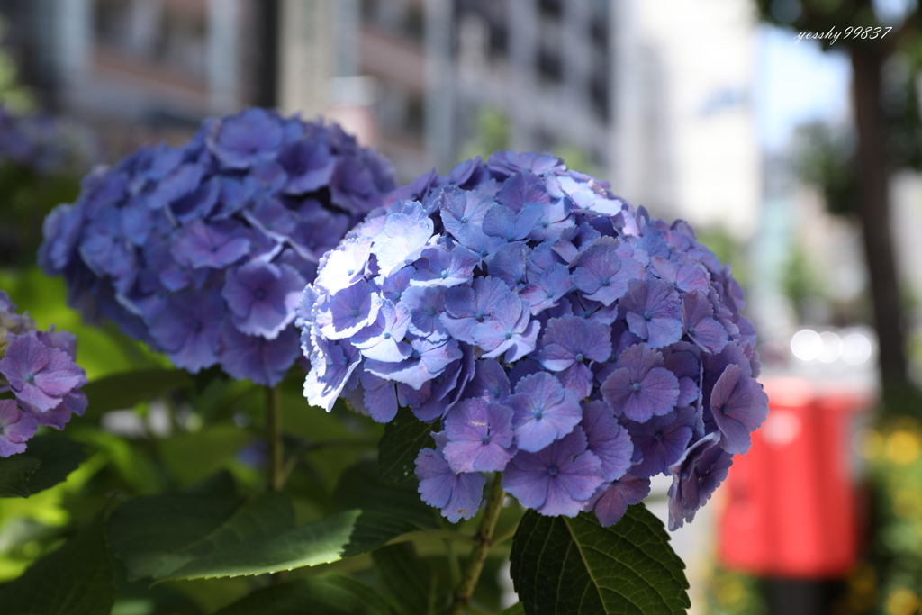 街かど紫陽花