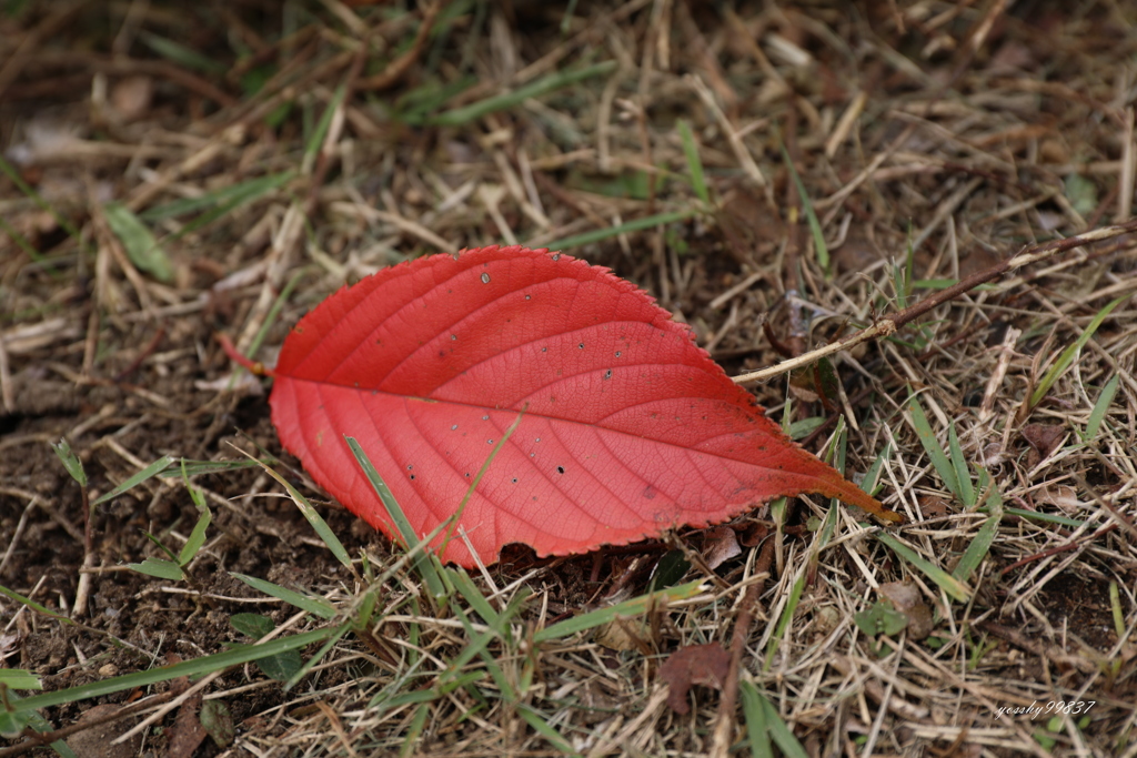 桜舞い散る