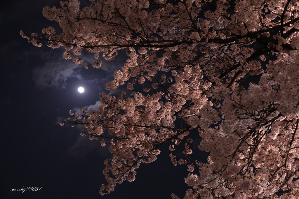 月夜桜