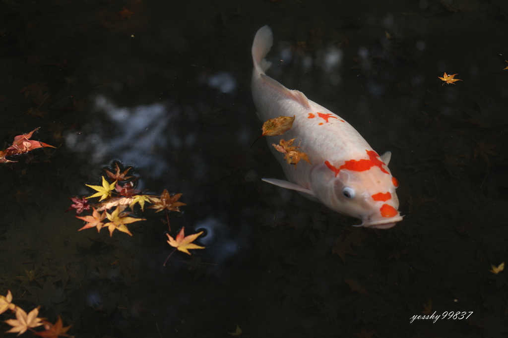 紅葉とたわむる