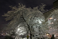 夜の公園風景