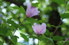 夏花キラキラ