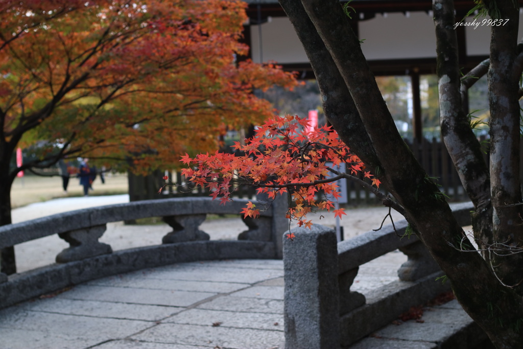 上賀茂紅葉