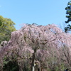 御苑に揺れる