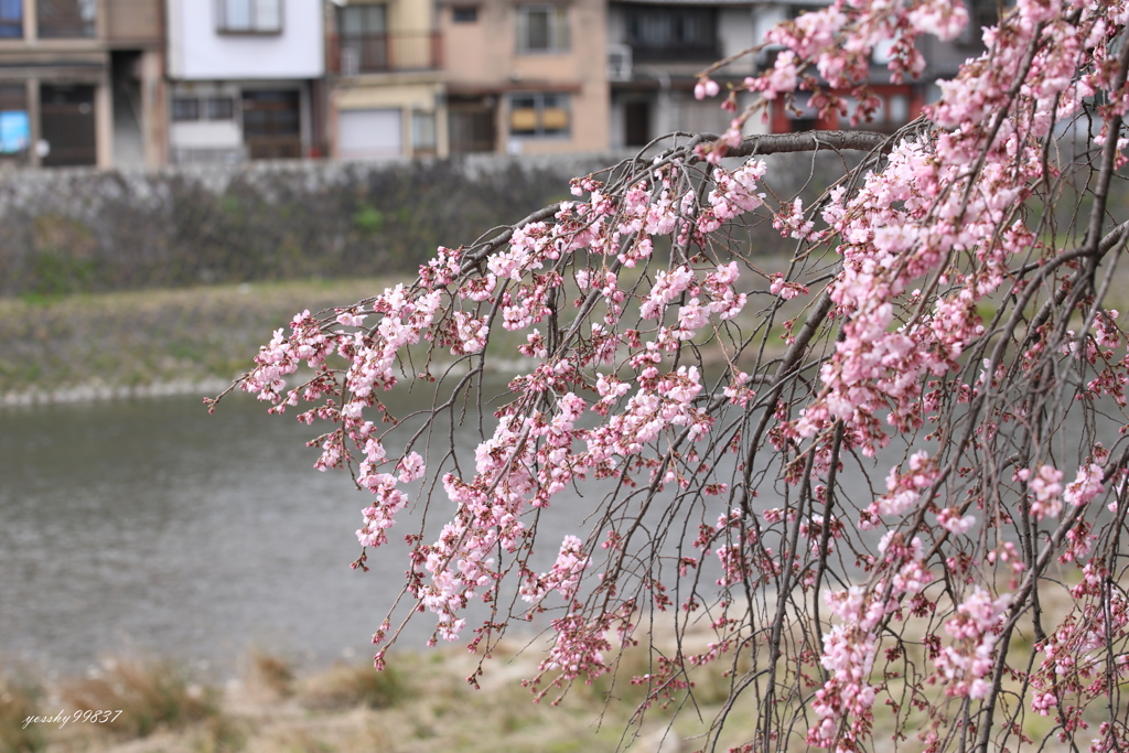 早咲き・・にしても、今年は早い！