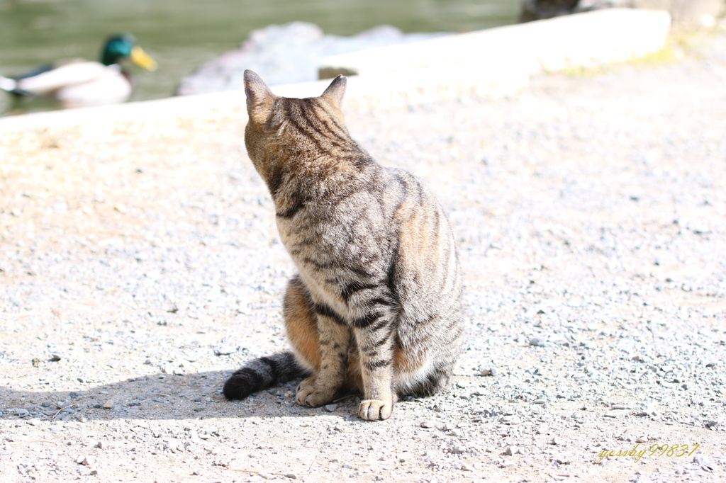 うまそうにゃのがいるにゃ・・・