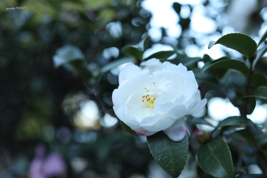 実は山茶花の季節！