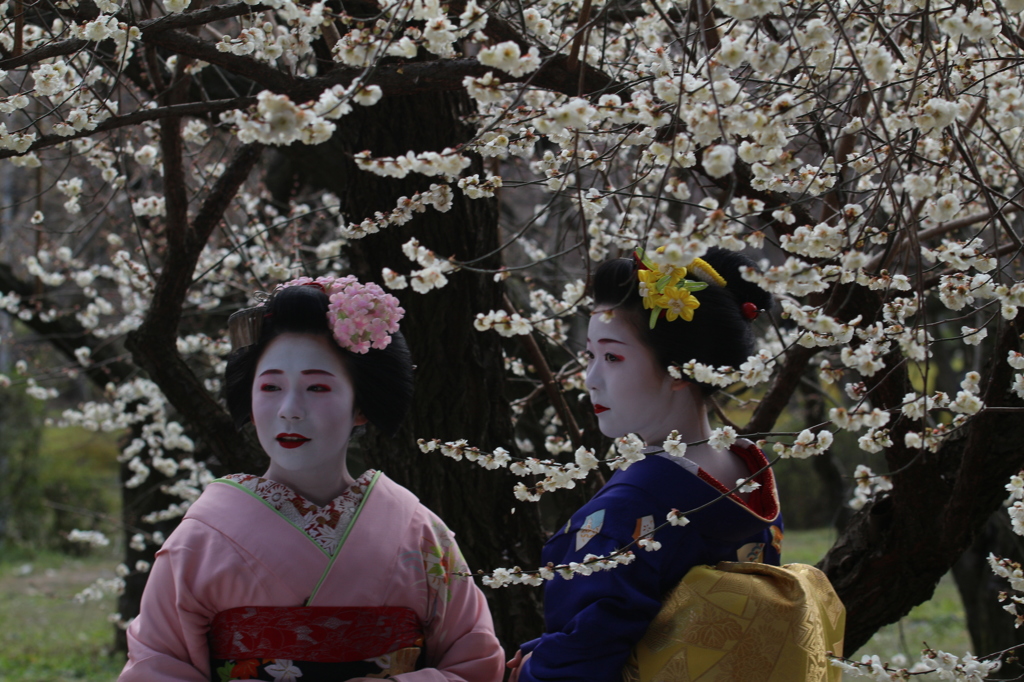 京の華