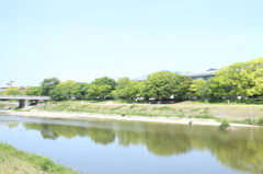 緑な鴨川