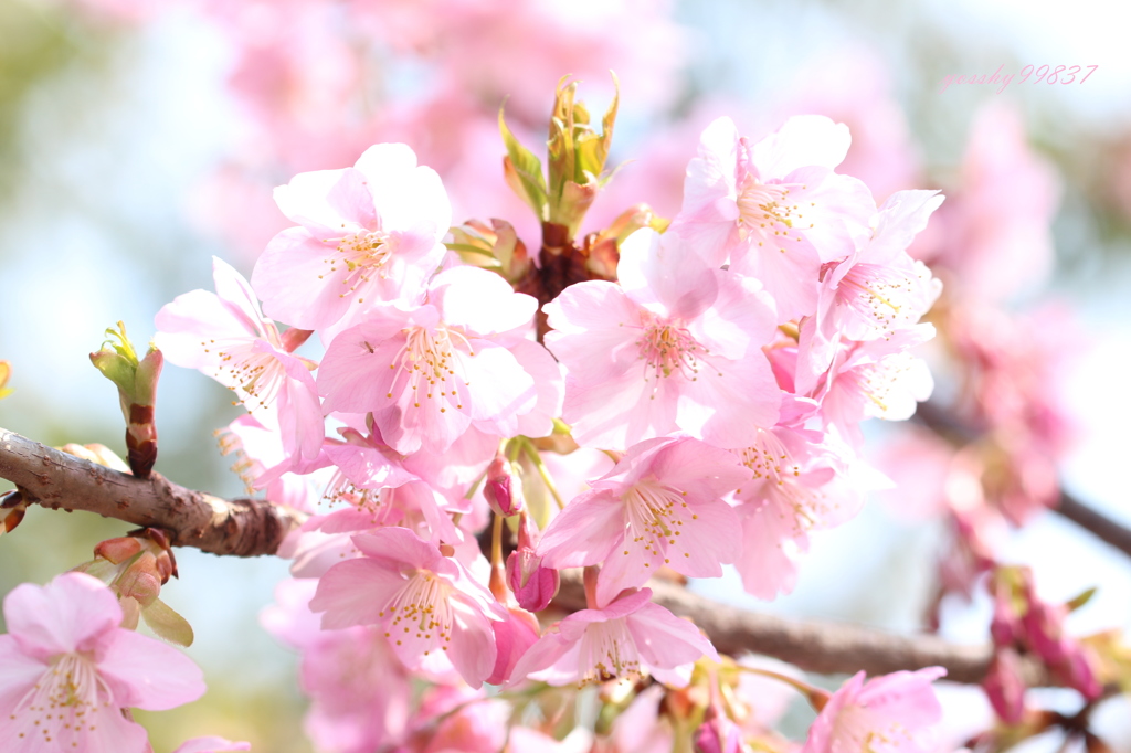 ハイキー桜