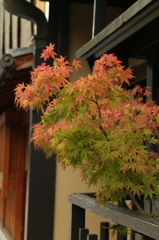 祇園新橋の秋