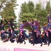 桜より桜よさこい！？