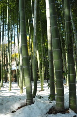 大宮八幡宮　３　竹林