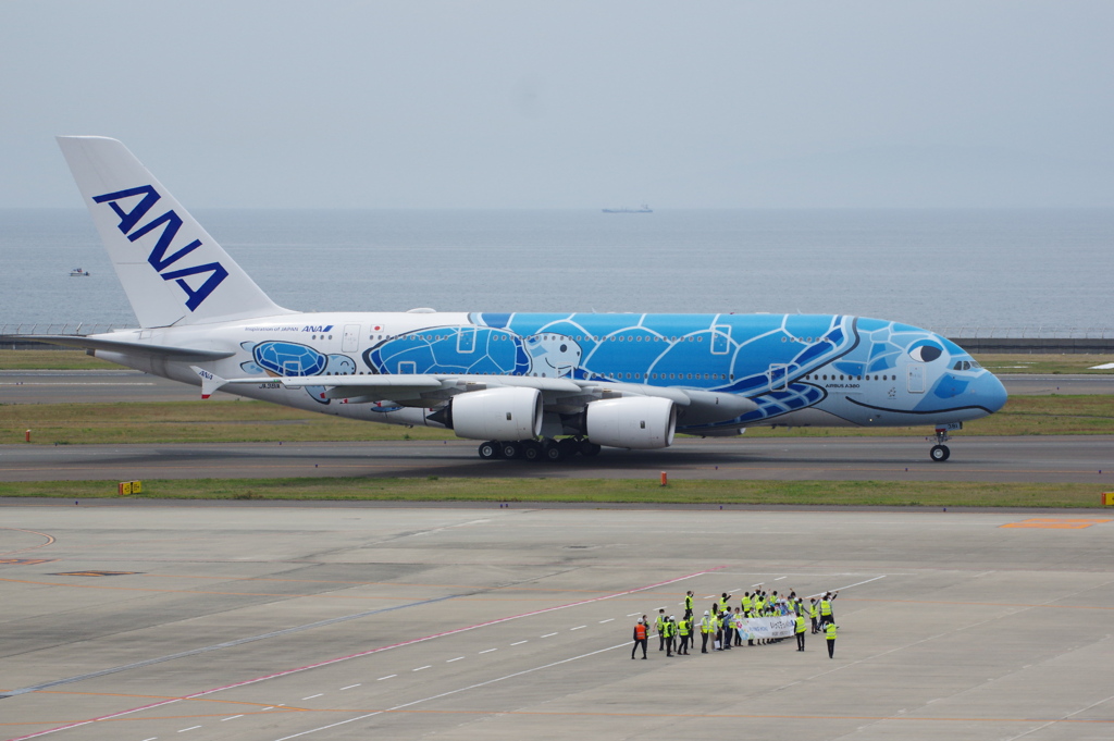 ANA(JA381A)A380-841[FLYING HONU]@ｾﾝﾄﾚｱ