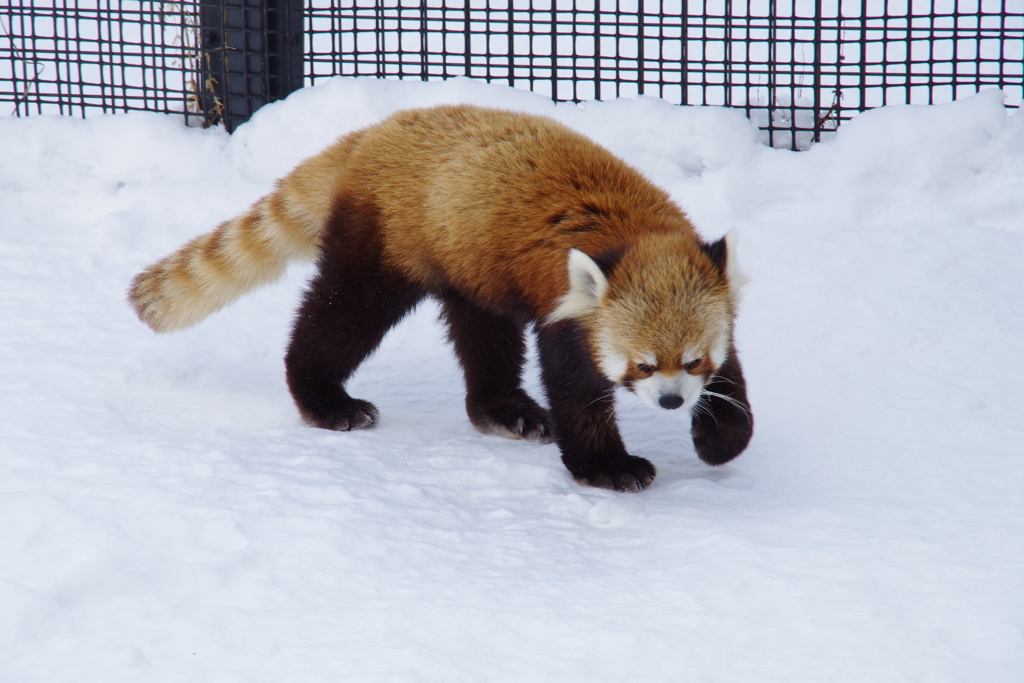 円山動物園_ﾚｯｻｰﾊﾟﾝﾀﾞ