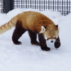 円山動物園_ﾚｯｻｰﾊﾟﾝﾀﾞ