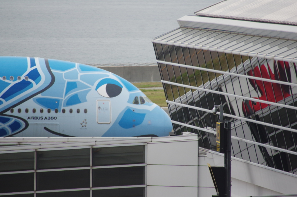 ANA(JA381A)A380-841[FLYING HONU]@ｾﾝﾄﾚｱ