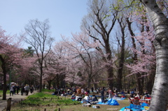 円山公園(1)1605