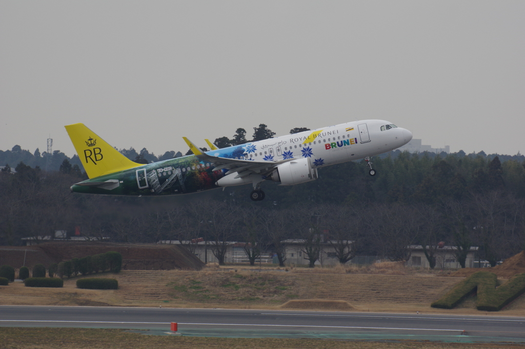 ﾛｲﾔﾙﾌﾞﾙﾈｲ航空(V8-RBD)A320-251N@成田