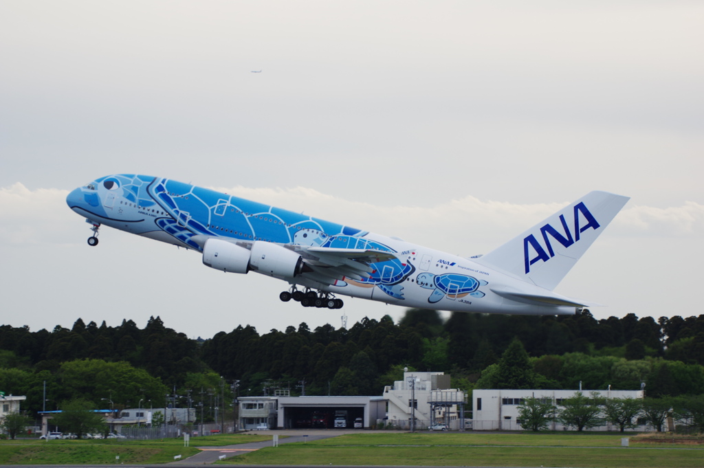 ANA[FLYING HONU](JA381A)A380-841@成田_06
