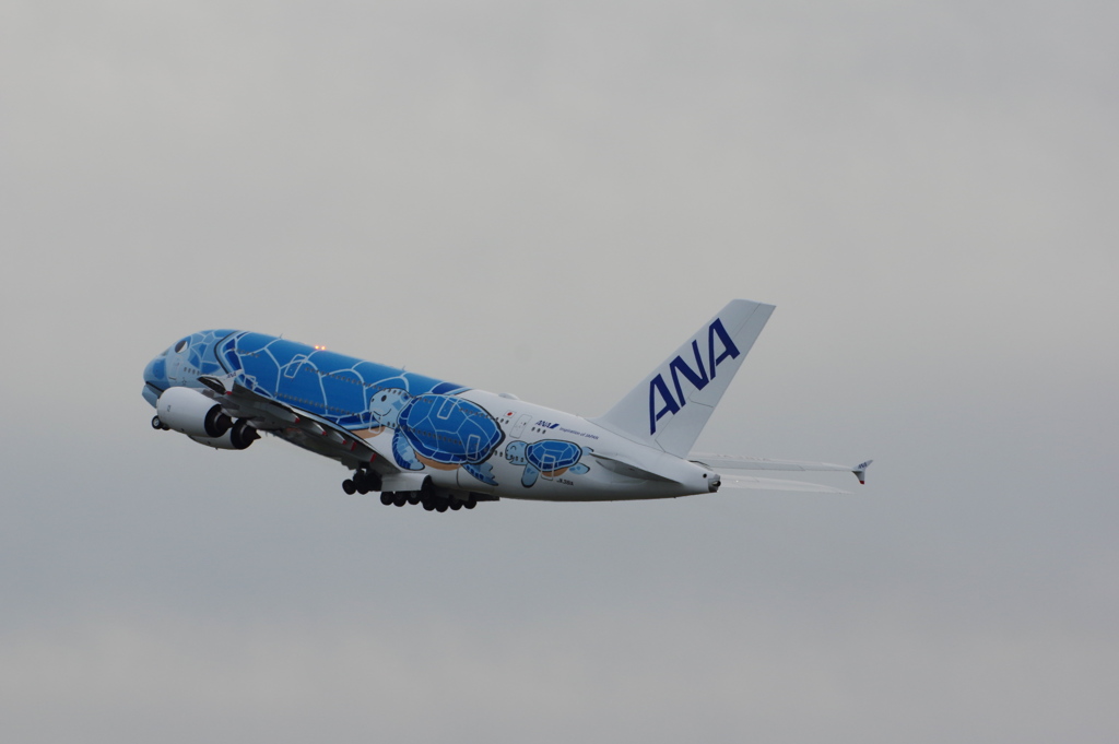 ANA[FLYING HONU](JA381A)A380-841@成田_07