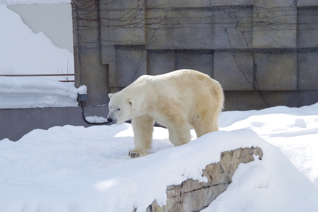 円山動物園_ﾎｯｷｮｸｸﾞﾏ