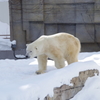 円山動物園_ﾎｯｷｮｸｸﾞﾏ