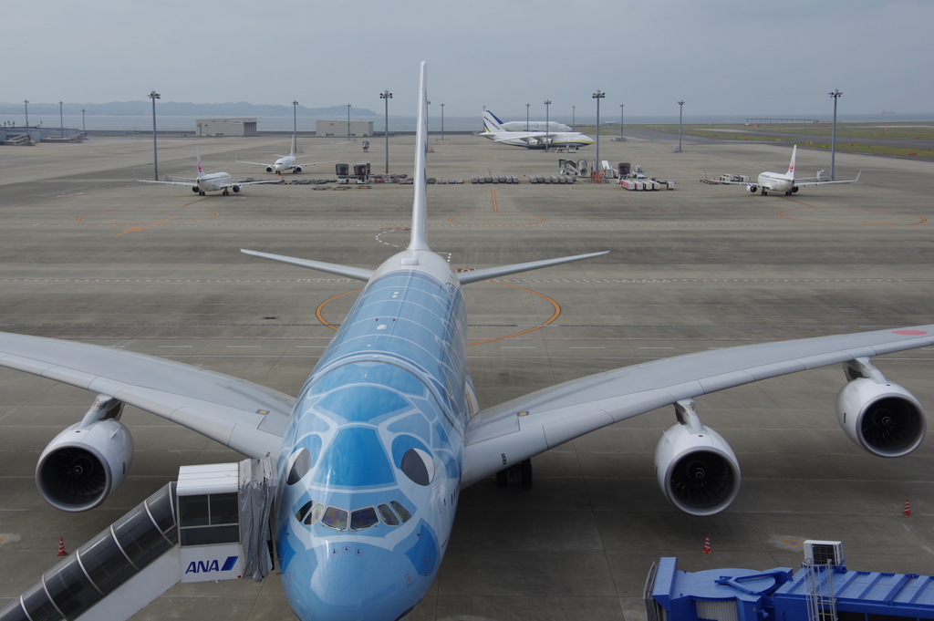 ANA(JA381A)A380-841[FLYING HONU]@ｾﾝﾄﾚｱ