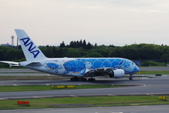 ANA[FLYING HONU](JA381A)A380-841@成田_04