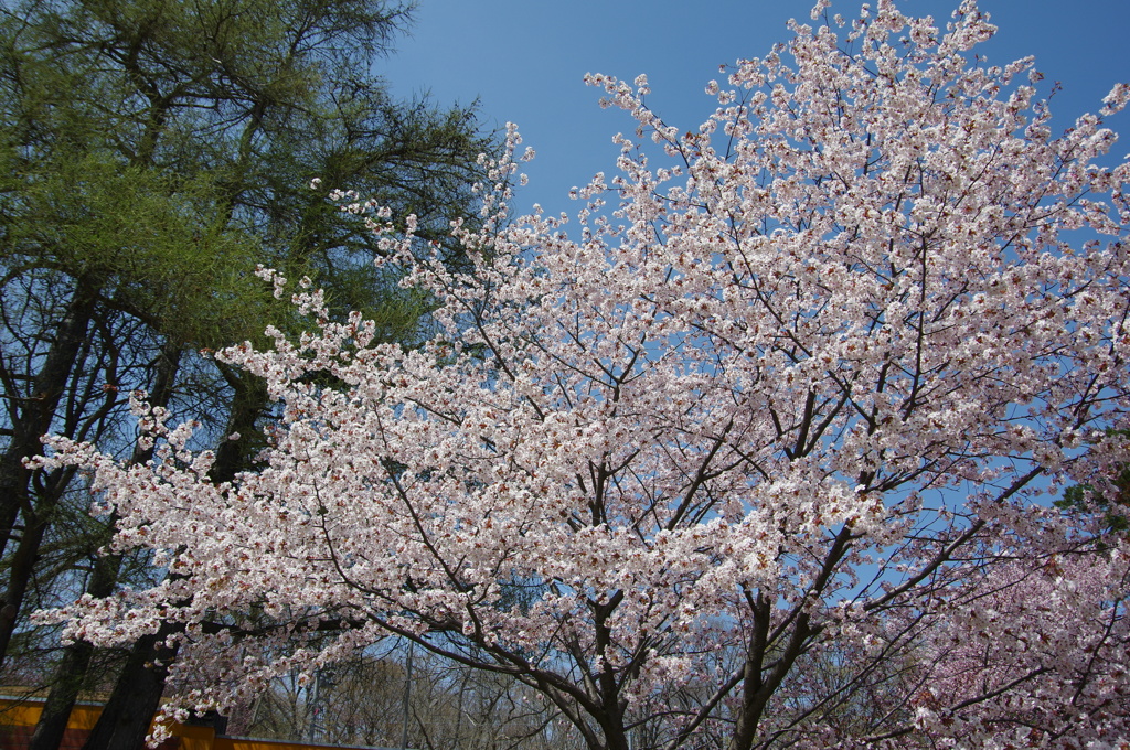 円山公園(2)1605