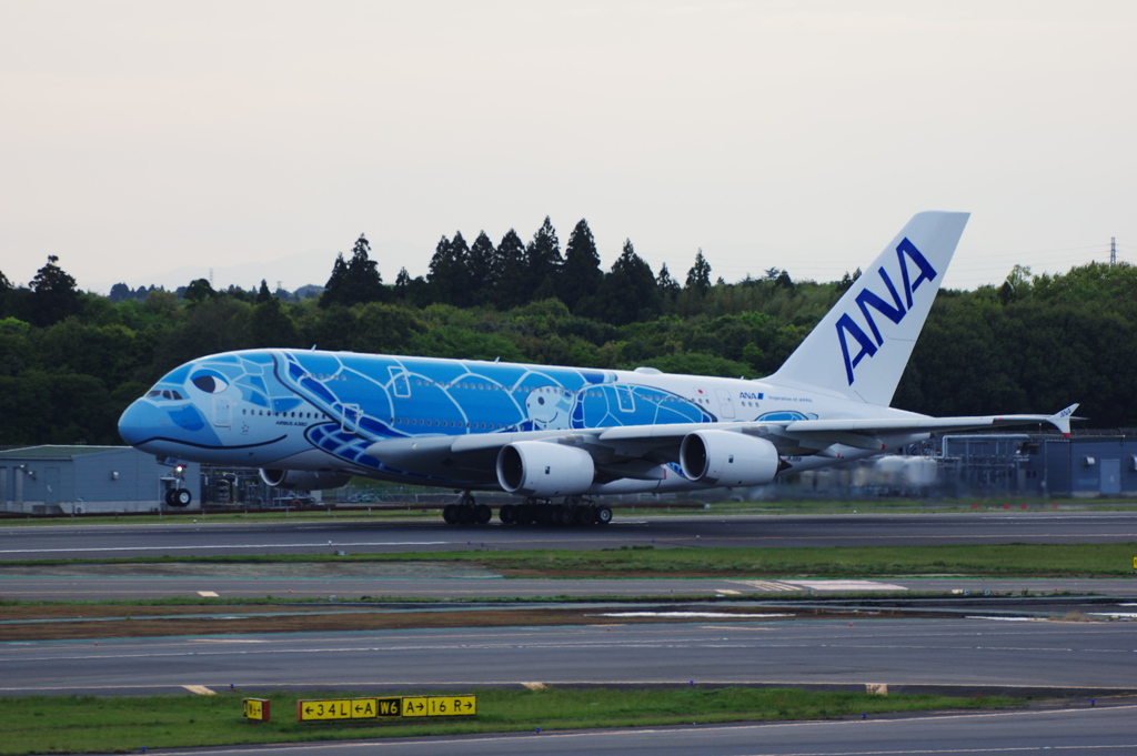 ANA[FLYING HONU](JA381A)A380-841@成田_05